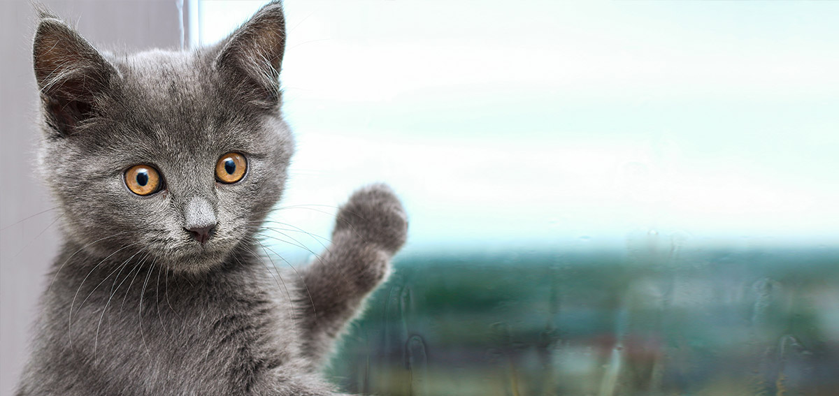 rysa na szkle jak usunąć rysę na oknie